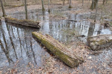 Ormanda ya da ormanda yaprakları olan devrilmiş ağaçlar ya da kütükler.