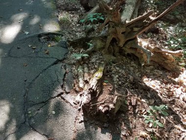 Devrilmiş ağaç, çatlamış ve hasarlı siyah asfalt izi