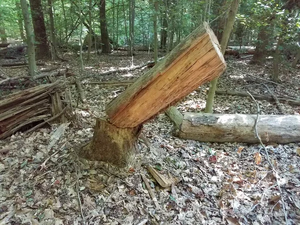 Πεσμένος Κορμός Δέντρου Που Κόπηκε Στο Δάσος — Φωτογραφία Αρχείου