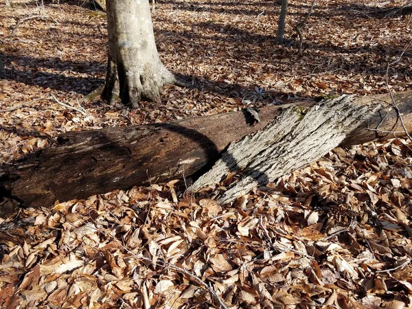 Πεσμένο Δέντρο Που Αποσυντίθεται Φλοιό Και Φύλλα Στο Δάσος Στο — Φωτογραφία Αρχείου