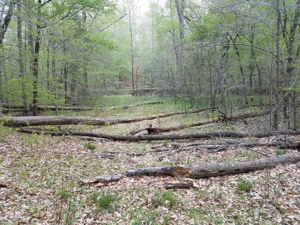 Umgestürzter Baumstamm Und Braunes Laub Wald — Stockfoto