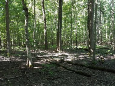 Düşmüş dallar ve sopalar ormanda ya da yeşil yapraklı ağaçlarda