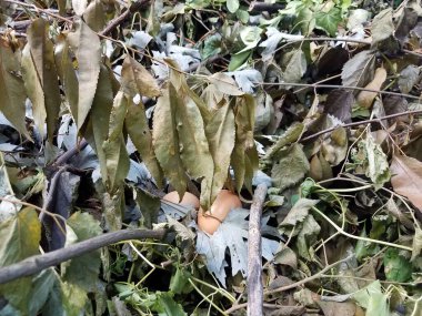 Çubuk ve yaprak yığınında iki küçük kahverengi yumurta