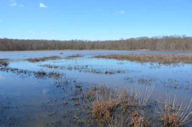 Bitkilerle dolu sulak arazide göldeki ördekler