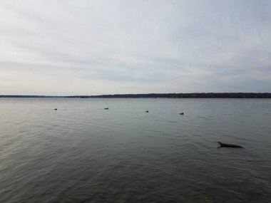 Ördekler yüzüyor ya da Potomac nehrinde yüzüyor.