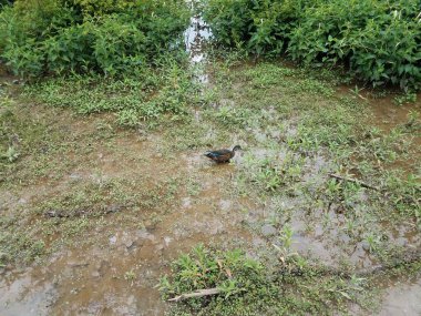 Bataklıkta çamurda suyla yürüyen ördek.
