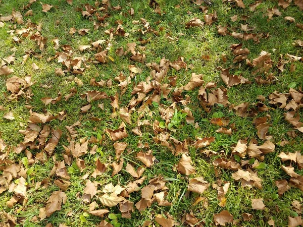 Upadłe Brązowe Liście Trawie Jesienią Lub Jesienią — Zdjęcie stockowe