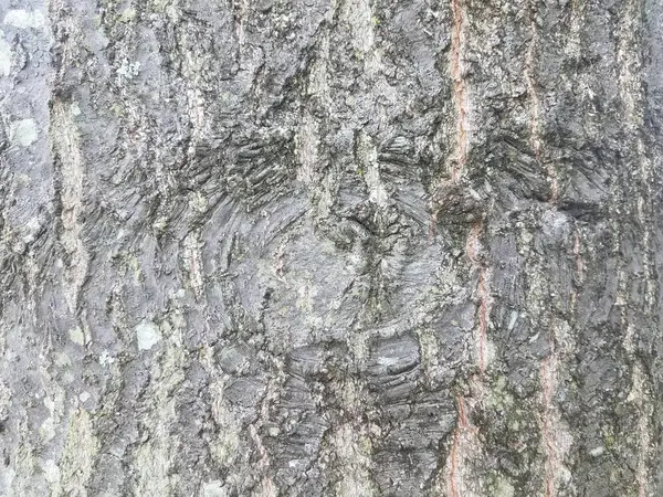 Forma Occhio Tronco Treek Dove Ramo Stato Tagliato — Foto Stock