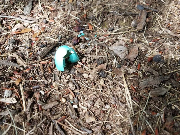 Σπασμένο Μπλε Αυγό Robin Στο Έδαφος — Φωτογραφία Αρχείου