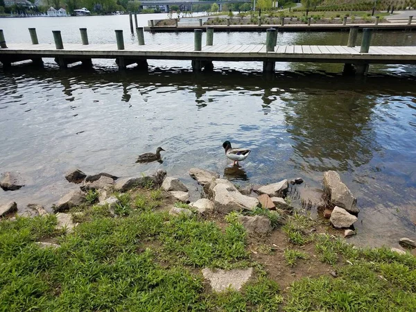 Dos Patos Orilla Río Con Rocas Muelle Muelle — Foto de Stock