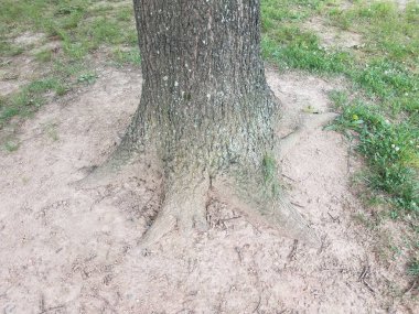 Kahverengi ağaç gövdesinde ağaç kabuğu ve çimenli toprak var.