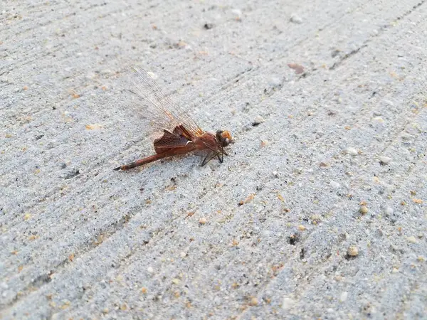 灰色水泥上有翅膀的蜻蜓昆虫 — 图库照片