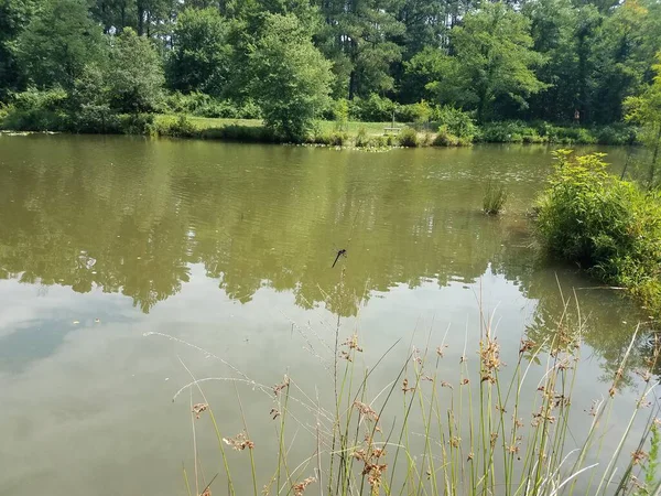 湖の植物の上に座っている黒いトンボは — ストック写真