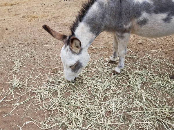 Grau Weißer Und Schwarzer Mini Esel Frisst Stroh Oder Heu — Stockfoto