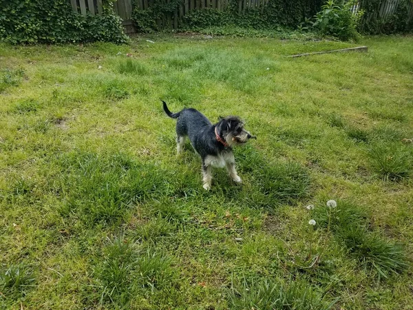 Siyah Beyaz Köpek Yeşil Çimenli Çimenlikli Köpek — Stok fotoğraf