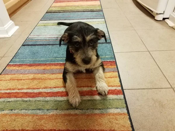 Cão Preto Branco Cachorro Tapete Colorido Com Piso Azulejo Cozinha — Fotografia de Stock