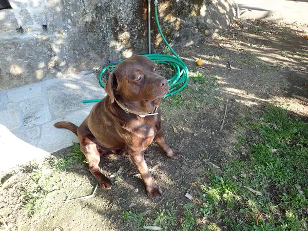 Cane Marrone Cucciolo Terra Con Tubo Giardino Arancio — Foto Stock