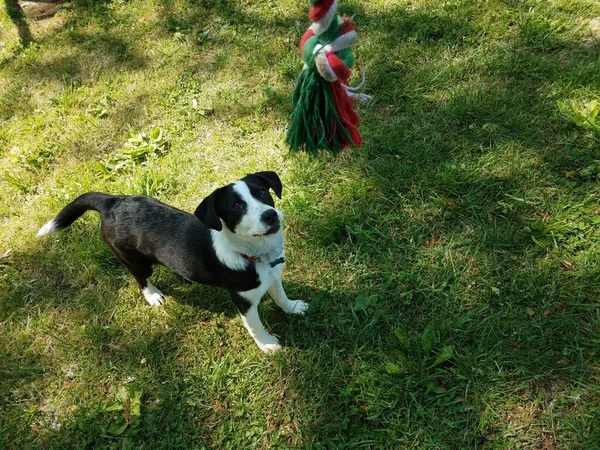 Zwart Wit Puppy Hond Met Een Rood Groen Wit Touwtje — Stockfoto