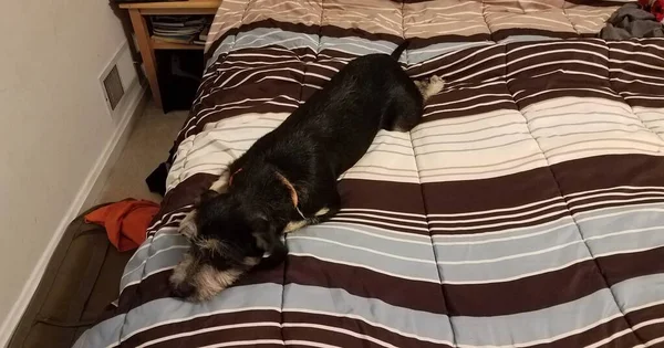 Black Dog Puppy Resting Bed Brown White Blanket — Stock Photo, Image