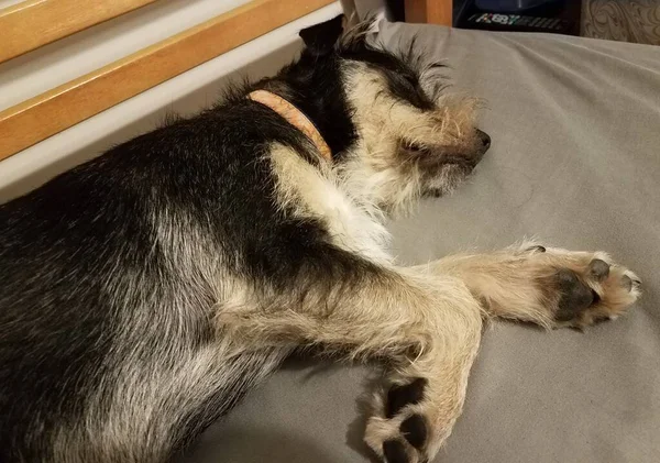 Perro Cachorro Blanco Negro Durmiendo Sábana Gris Cama —  Fotos de Stock