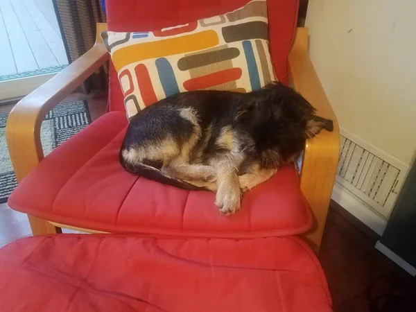 Negro Blanco Perro Cachorro Durmiendo Silla Roja —  Fotos de Stock