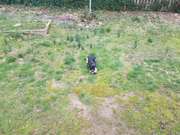 Zwart Wit Hond Pup Gras Eten Van Een Stok — Stockfoto