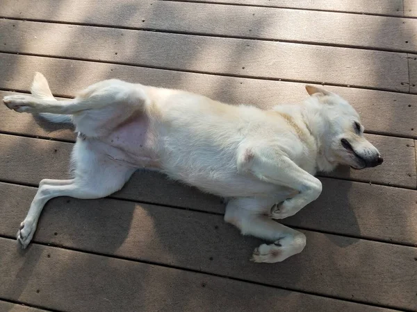 白い毛皮の犬がウッドデッキで寝てる — ストック写真
