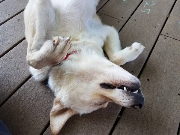 Dog White Fur Sleeping Her Back Wood Deck — Stock Photo, Image