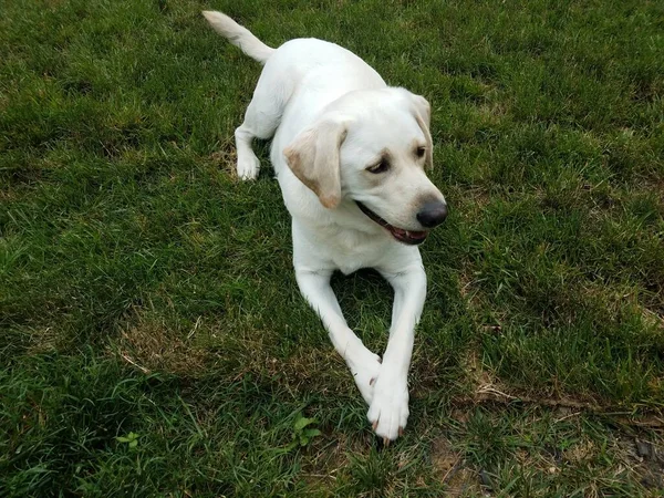 Большая Белая Собака Щенок Лапами Скрещенными Зеленой Траве Газоне — стоковое фото