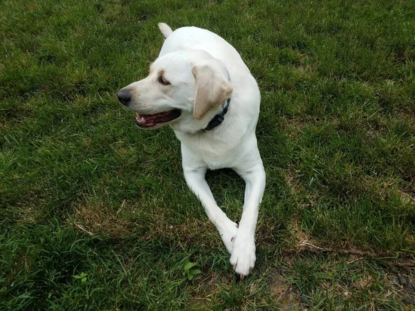 Grande Cane Bianco Cucciolo Con Zampe Incrociate Erba Verde Prato — Foto Stock