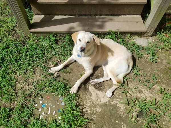 Chien Avec Fourrure Blanche Dans Saleté Base Des Escaliers Des — Photo