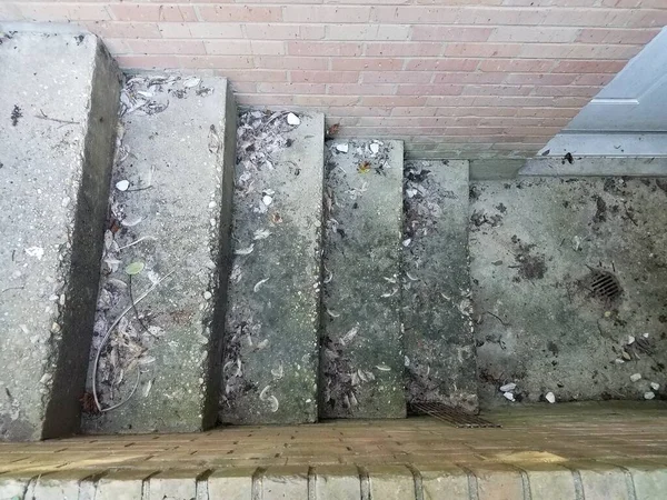 Vuil Cement Keldertreden Met Bladeren Afvoer — Stockfoto
