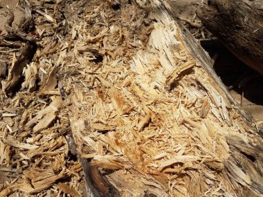 Ağaç gövdesinde çürümüş kahverengi odun.