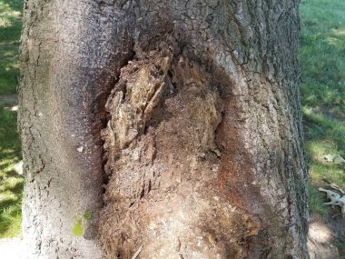 Ağaç gövdesinde çürüyen ve çürüyen kahverengi ahşap.