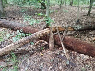 Ormanda çürüyen ve çürüyen birkaç ağaç var.