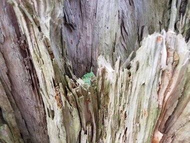 Eski çürümüş, çürümüş ve kırılmış kahverengi ağaç gövdesi.