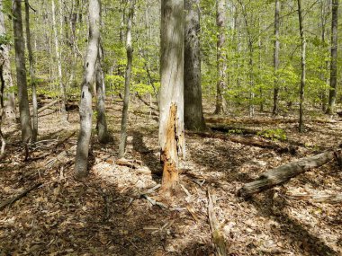 Kırılmış ya da çürümüş ya da ormandaki ya da ormandaki çürüyen ağaç gövdesi