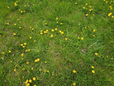 Sarı karahindiba otları yeşil çimlerde, çimlerde ya da bahçede