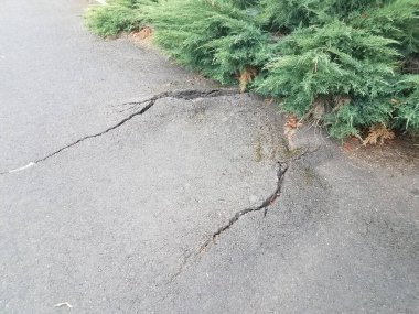 ağaç köklerinden zarar görmüş ya da kırılmış siyah asfalt içeren yeşil çalı ya da bitki