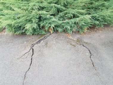 ağaç köklerinden zarar görmüş ya da kırılmış siyah asfalt içeren yeşil çalı ya da bitki