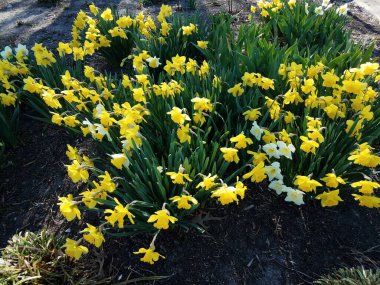 Güzel sarı ve yeşil nergis çiçekleri büyüyor