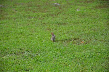 Şirin tavşancık ya da yeşil çimlerde büyük kulaklı tavşan.