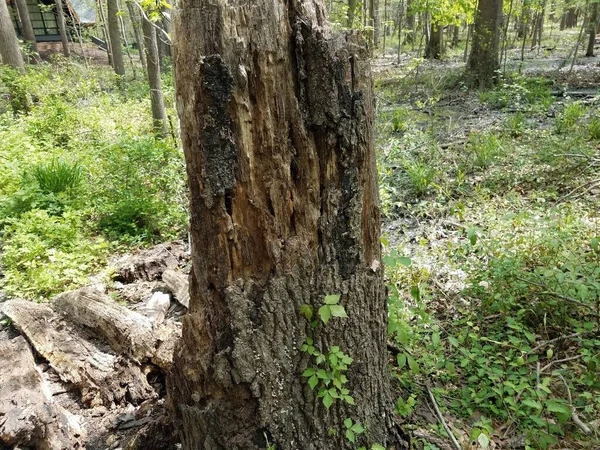 Tronc Arbre Décomposition Plantes Feuilles Vertes Dans Forêt Les Bois — Photo