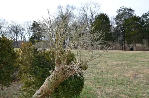 Ramas Arbusto Muerto Sin Hojas Hierba Verde Aire Libre — Foto de Stock