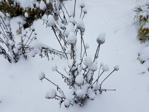 冬に死んだ針葉樹の白い雪が — ストック写真