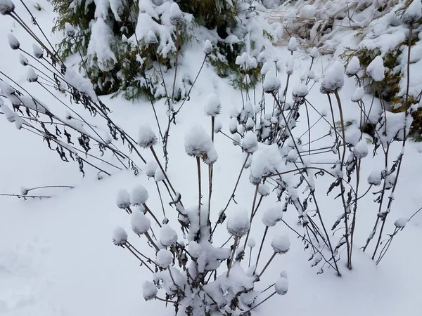 冬に死んだ針葉樹の白い雪が — ストック写真