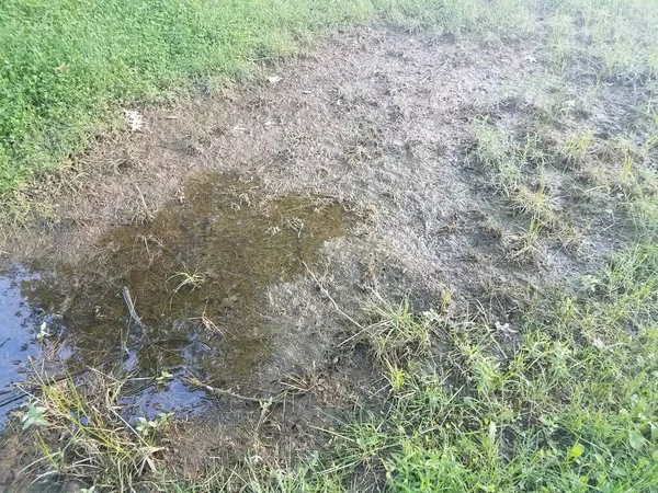 Grama Marrom Morto Poça Água Inundação — Fotografia de Stock