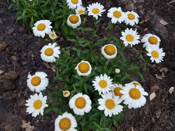Weiße Und Gelbe Blüten Gänseblümchen Die Feucht Sind — Stockfoto