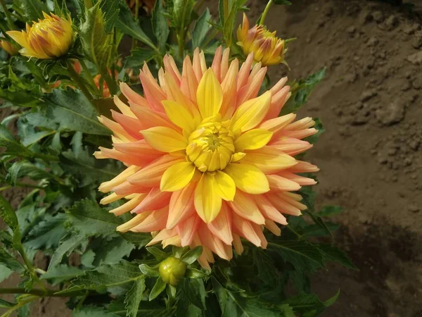 Fleurs Jaunes Orange Dahlia Dans Champ Aux Feuilles Vertes — Photo