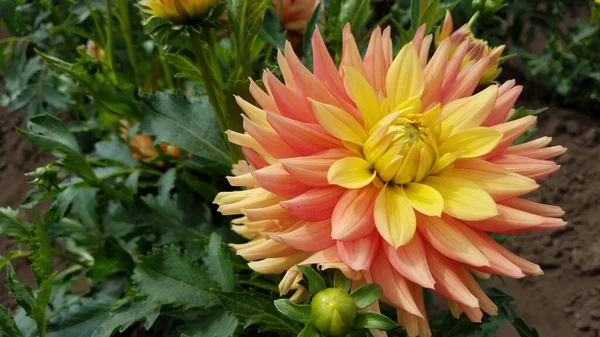 Fleurs Jaunes Orange Dahlia Dans Champ Aux Feuilles Vertes — Photo